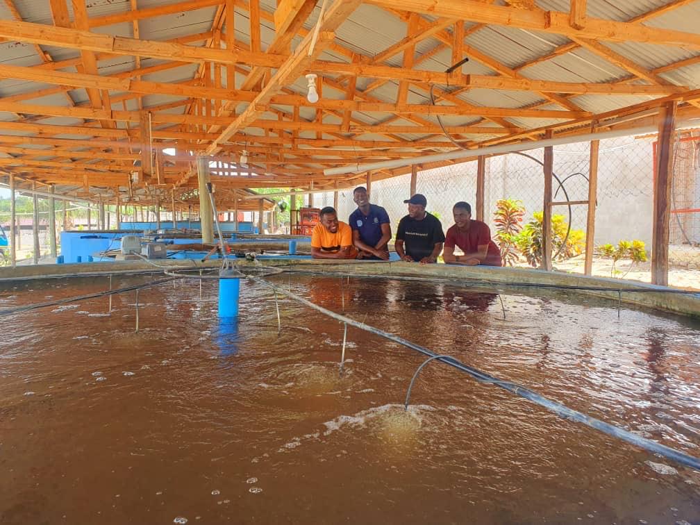 Intensive fish farming systems setup